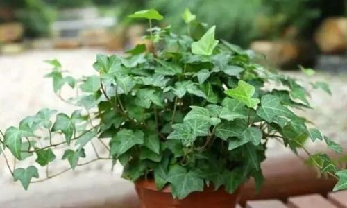 5种净化空气的花，扫光室内“甲醛、二手烟”，养在客厅美极了