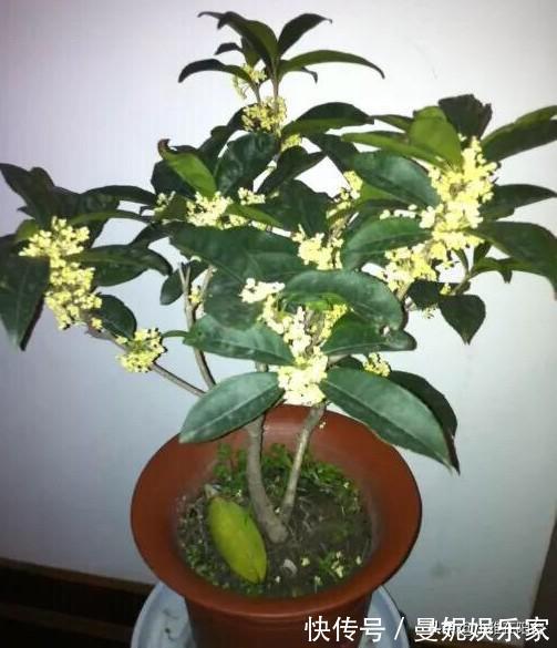 花盆|花盆里有小虫子,只需4个小方法,不用喷药,一只不剩,干干净净