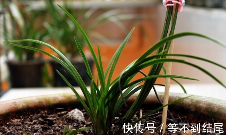 兰花根系“越狱”,全部长出盆表面,注意4个原因,土内全是白根