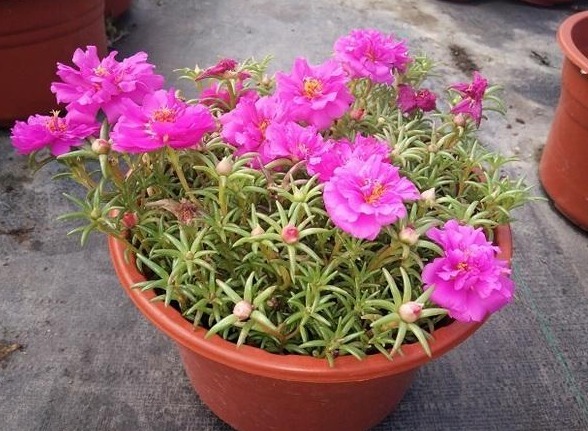 新手养花,都想养花期长,又容易爆盆的,那就首选“1种花”