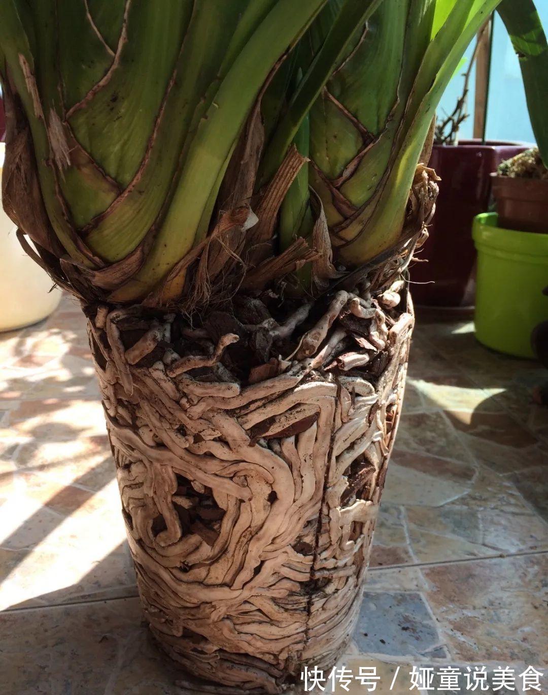 9种花是富贵命,必须大盆养,小盆养会憋死