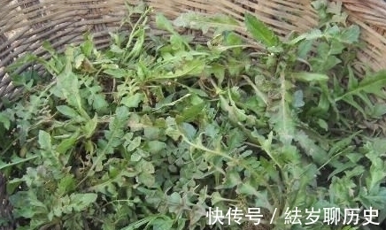 野菜|春天,这4种野菜记得吃,营养高口感好,错过了来年才能吃到