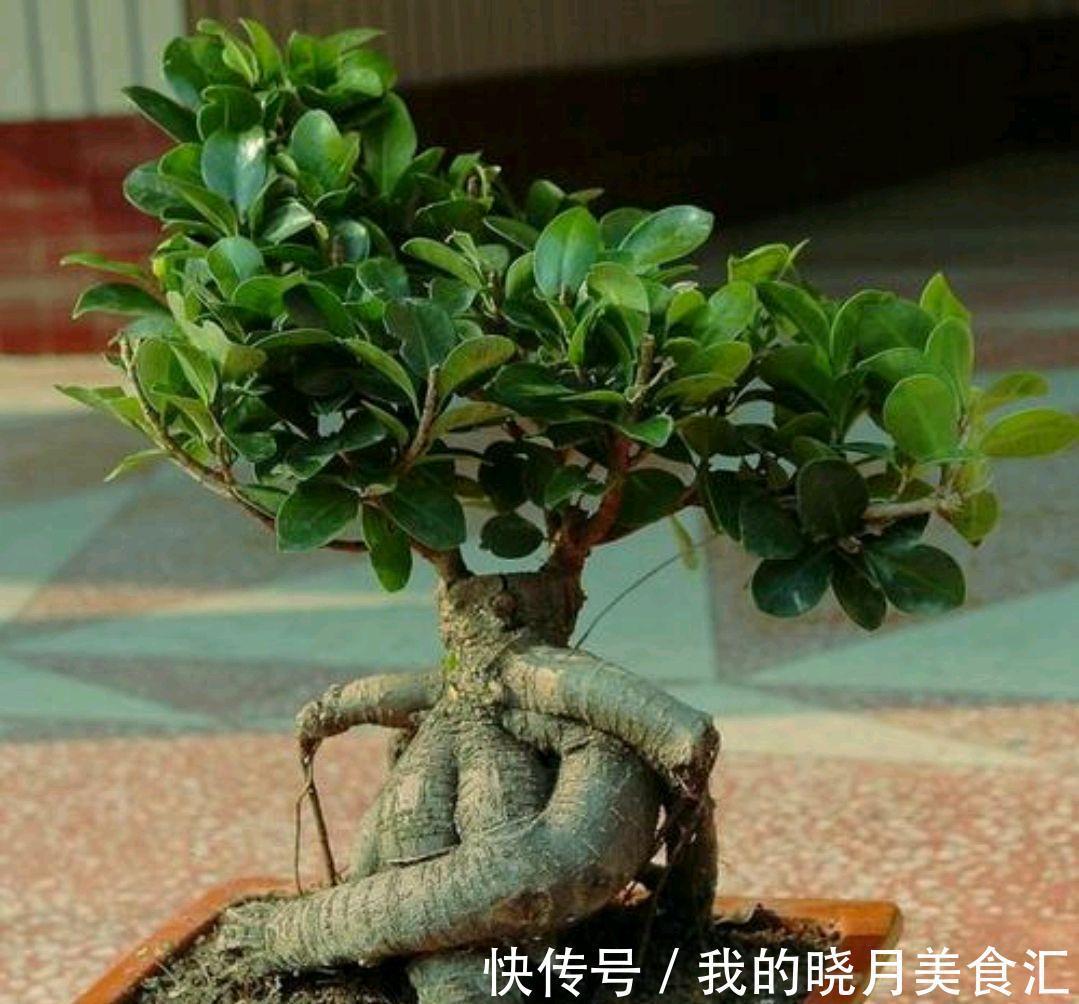 北方养好榕树盆景,有点难,几点建议送给你