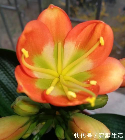 啤酒|头次见用“它”浇君子兰,怪不得叶子又宽又绿,太实用了