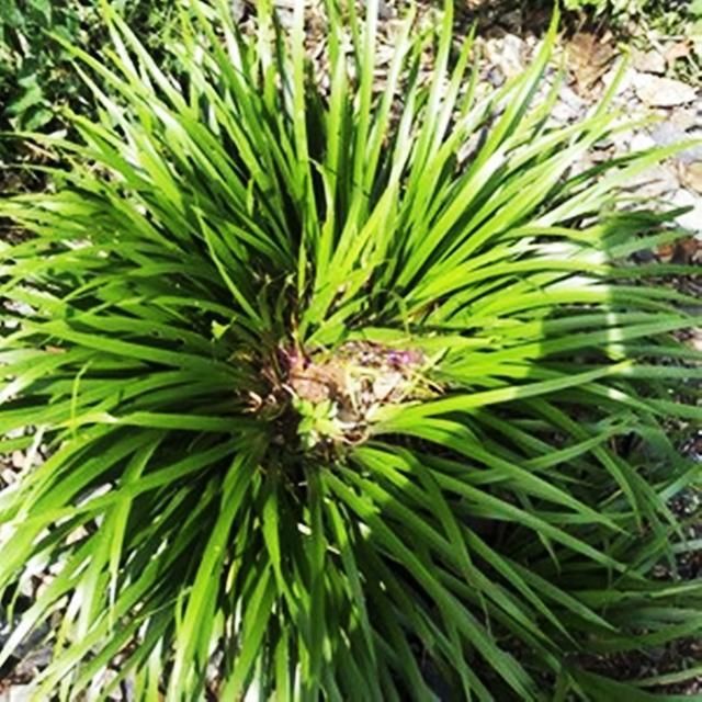 溪水边|农村这种野草,农家人当野草喂猪,殊不知可入药,价值非常珍贵