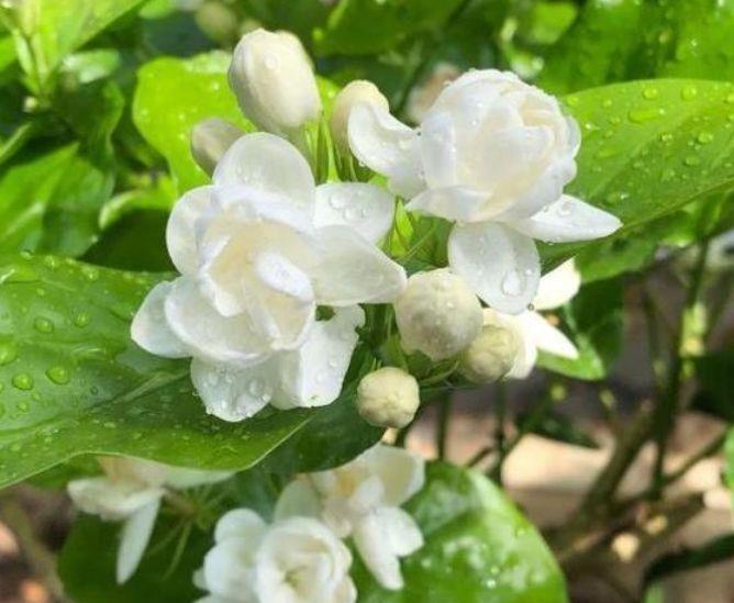 4种花好养易活开花漂亮,养了就爆盆,花团锦簇