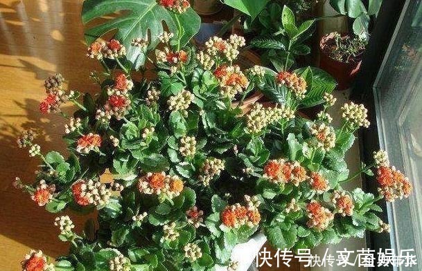 什么啤酒水、黄豆水都不如一把“它”,盆里埋一点,啥花都爆盆