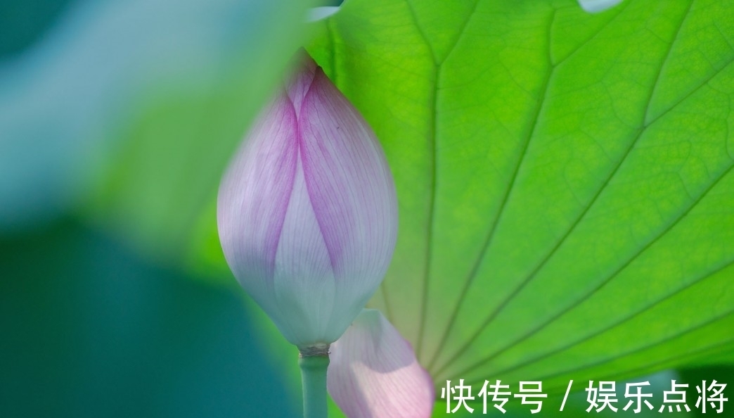 桃花|近段时间内，缘分桃花充满爱心，爱情向你招手的4大生肖！