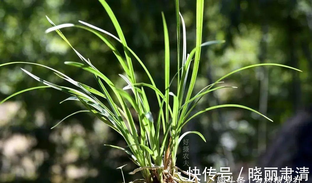 立冬以后兰花不能浇水，这个观点害惨了兰友，春兰蕙兰花苞都没了