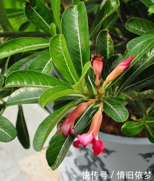 沙漠玫瑰|养沙漠玫瑰,有3个技巧,长成盆景,一盆能开100朵花