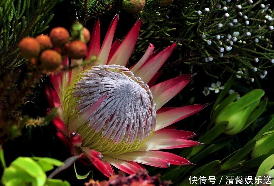 此花是世界上最名贵的切花之一,被誉为花中之王,寓意着富贵吉祥
