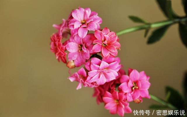 仙客来|被称为“夏必死”的8种花,我却喜欢买一些,因为能“省”不少钱