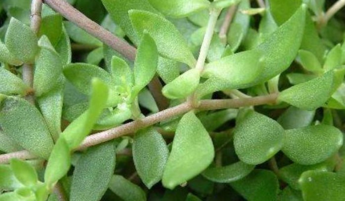 鼠牙|人称“垂盆草”,价格珍贵,这东西路边很多,别当杂草