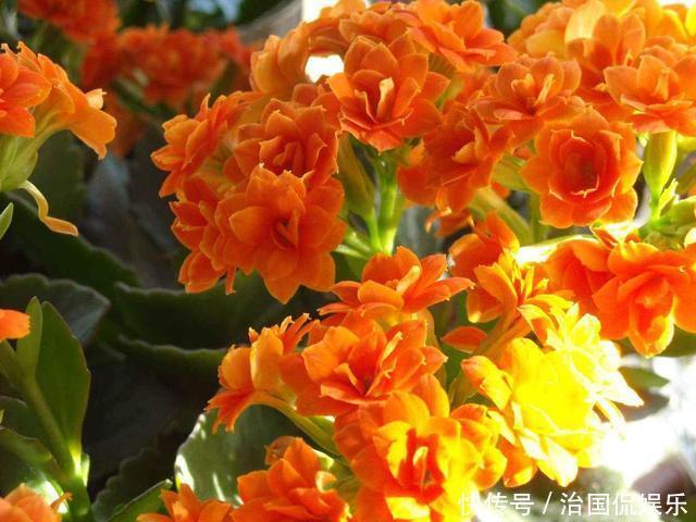 夏天|夏养长寿花,这几件事不要做,烂根黄叶都避免,还能长新叶