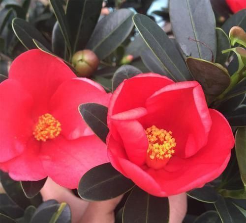 最“名贵”的茶花,花色艳丽,四季开花,已经被列为一级珍稀植物