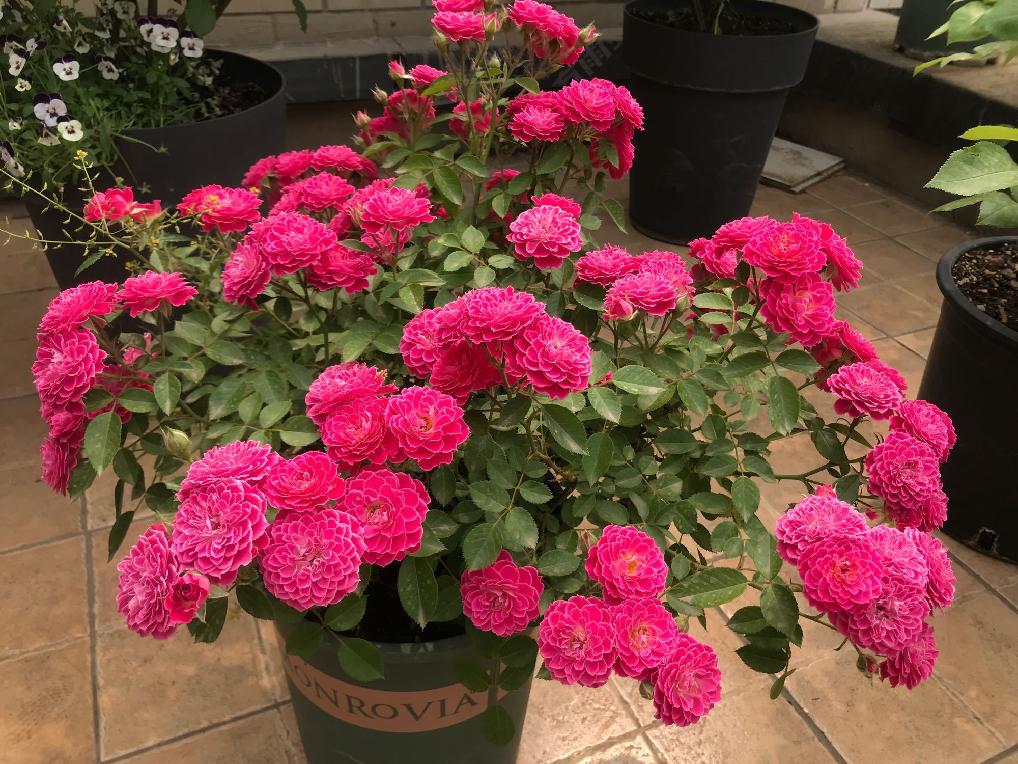 此盆栽号称开花机器，周年开花，花多易爆盆，香气怡人，还超好养