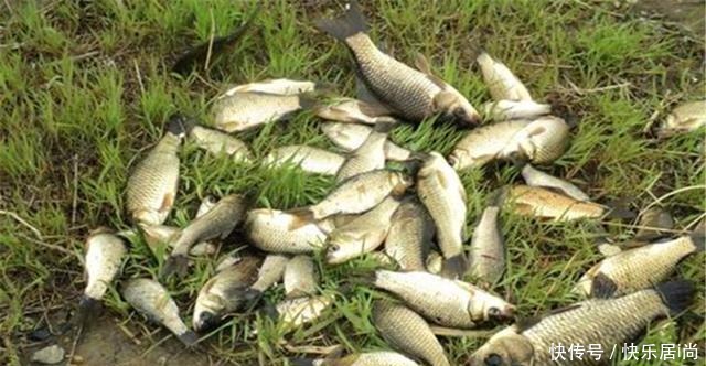 浮漂|夏钓鲫鱼用米饭粒，饵料可以这样做，浮漂应该这样调，专攻大鲫鱼！