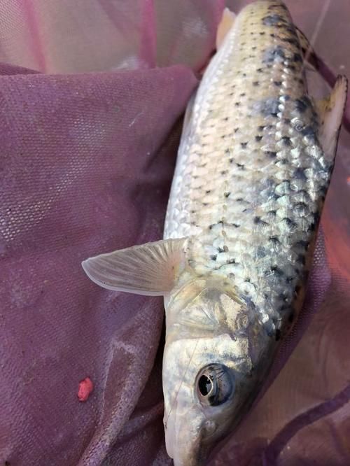 广东清远钓鱼人，水库大坝下钓起许多“老鼠鱼”来，这是什么鱼？