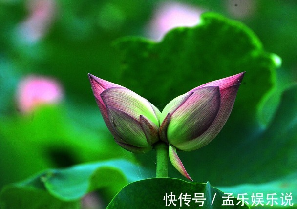 木槿花|七夕将至，芍药、舜华、并蒂莲，这些中华名花，哪种不比玫瑰美？