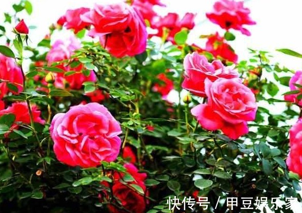 月季花不好养那是养的方法不对,浇“神奇药水”一株能长30花苞