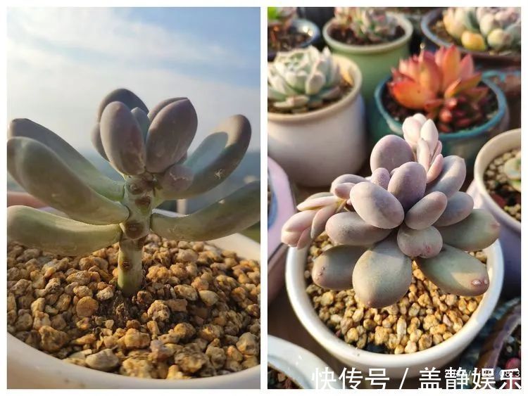 多肉是戒不掉的瘾！多肉小白入坑一年小记！