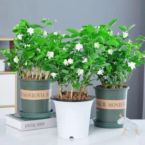 想让家里“病菌”少,就养五种植物,漂亮又好养!