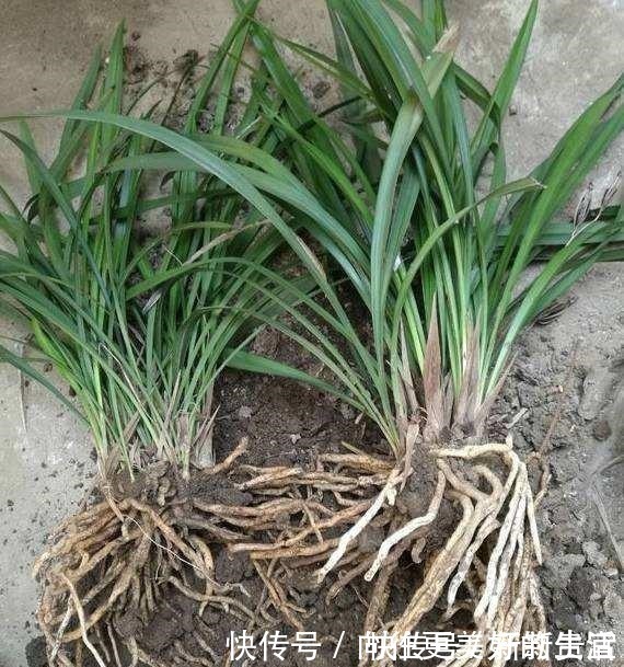 肥厚|给“3种花”换盆,一定不能浇“定根水”,否则烂根多,容易死亡!