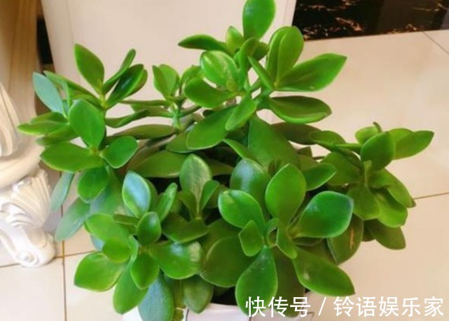 招财|家里再小也要养的“镇宅花”,虽然很丑,但招财又进宝,寓意满满