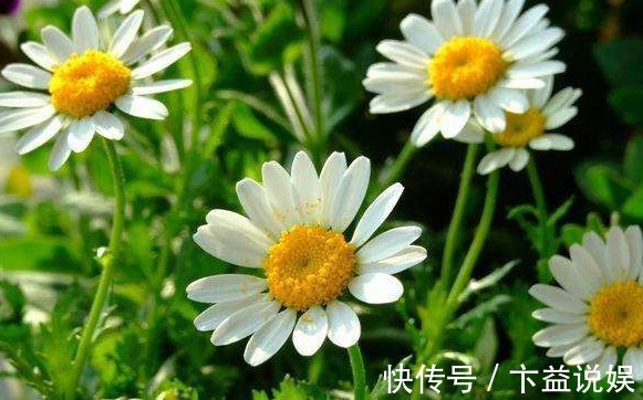 喜欢养菊就选“白晶菊”，花色淡雅，璀璨夺目，花期长适合盆栽养