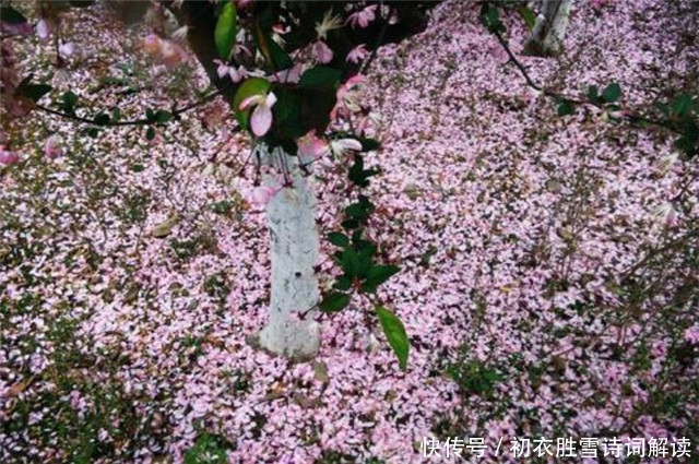 雨后|早春落梅花8则，共赏落梅飘飘之美，山花开满谷，林香动落梅