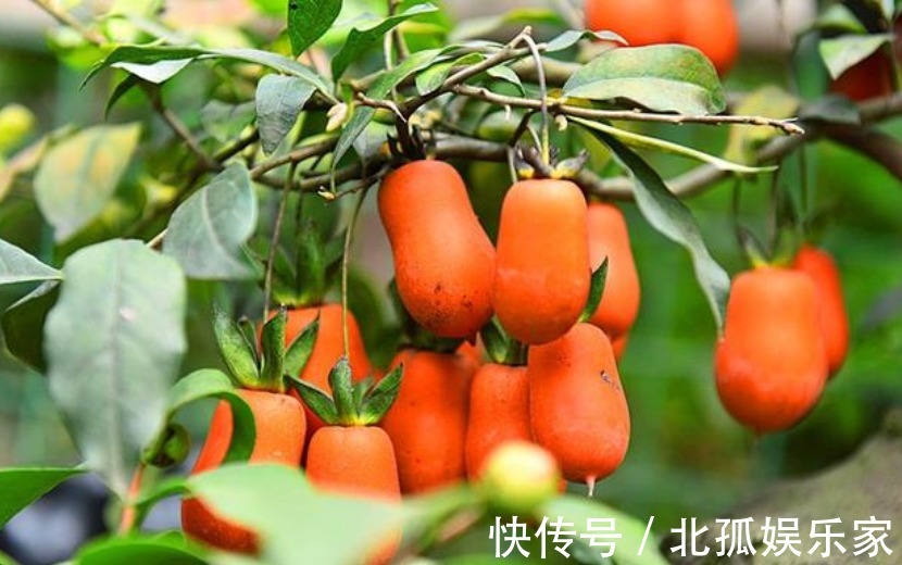 “3种花”旺家、旺财好兆头,寓意好又漂亮,家中必备!