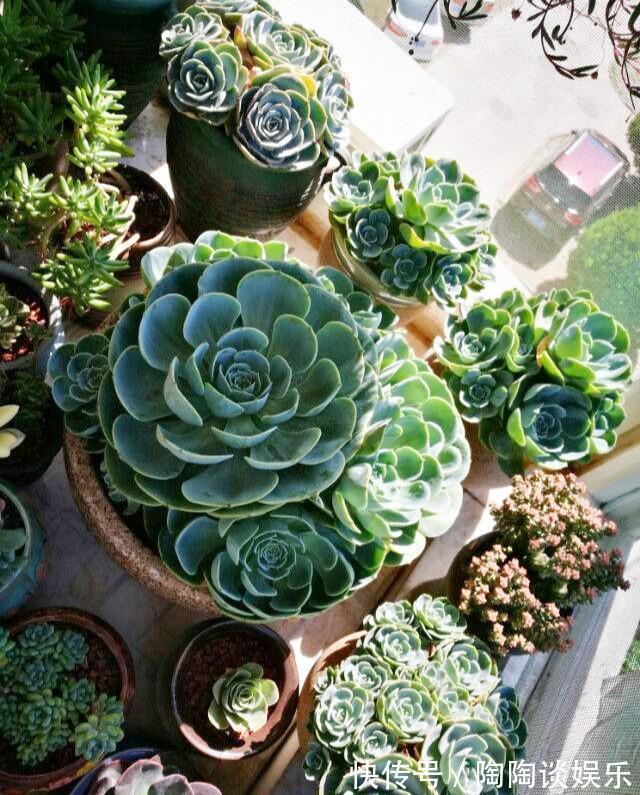 6种多肉，夏天要多操心，不然再美，也得“度夏死”