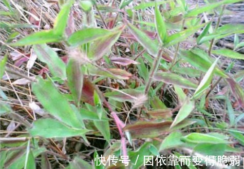 止咳藥|牛羊愛吃的一牧草，卻是“天然止咳藥”，加水煎汁喝，明目還潤肺