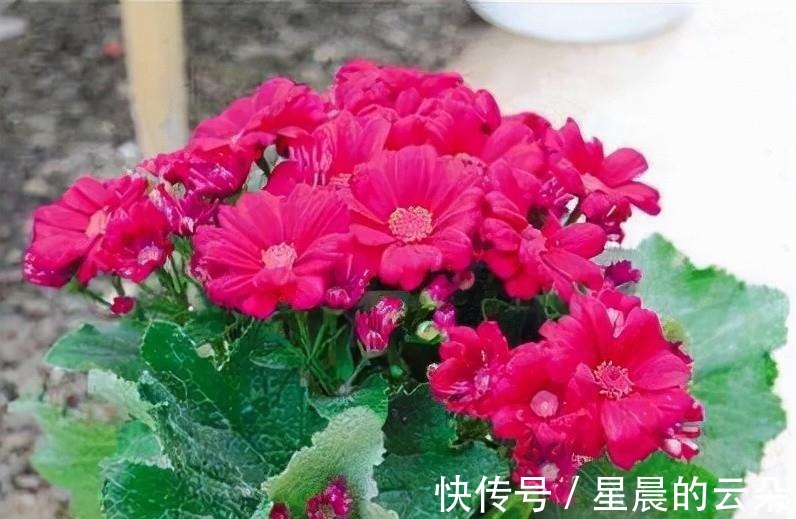 水仙花|养这5种盆栽，0℃都开花，且最后一种花期超长，像假花一样