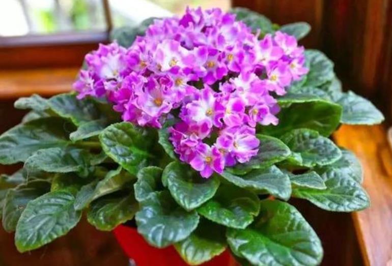 这几款植物养在家里,耐旱又耐寒,-30℃照样开花,比玫瑰还漂亮