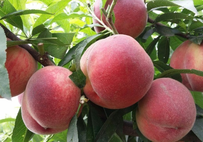 毛桃成熟才好吃教你4个妙招挑毛桃，挑到新鲜美味又可口