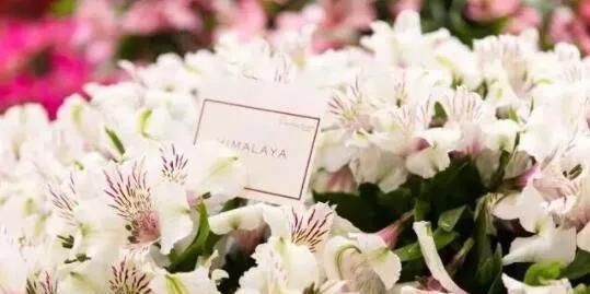 垃圾分类家中绿植垃圾分类我到底是个什么垃圾