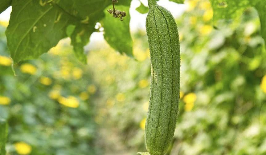  湿气不除百病生, 经常吃这几种食物, 祛湿排毒, 无病一身轻