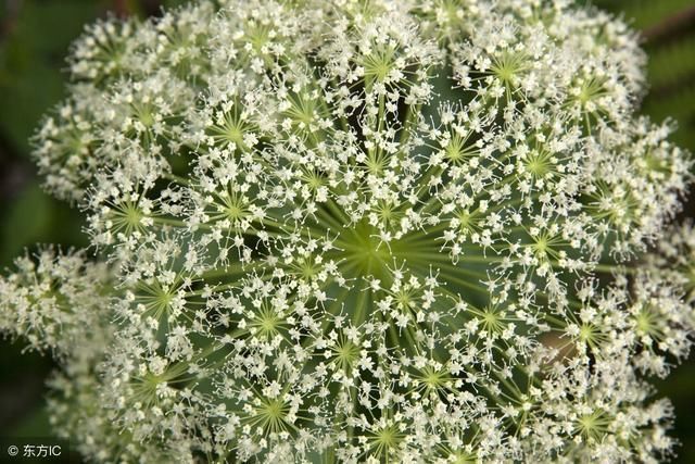 骨蒸|中医药性表，学会不用看医生，简单易懂一学就会