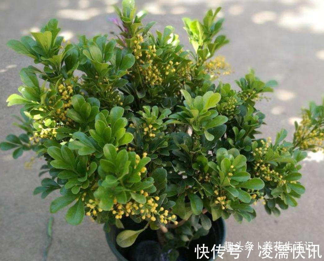 新买的米兰花，没多久就黄叶，需要注意“2点”就能避免