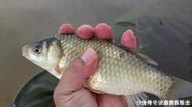 鲤鱼|又一鲫鱼钓法强势来袭自从有了它,鲤鱼再大都没兴趣,不得不服