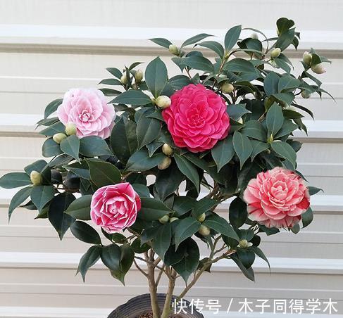 花卉|老人喜欢养的“3盆花”,花色鲜艳,好养易活,开花非常美