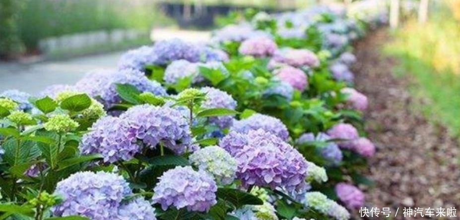 焦枯|养好绣球花,掌握这些“小技能”,花叶不焦枯,年年有花看