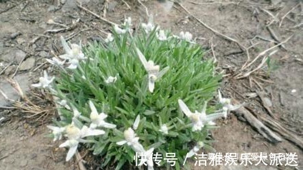 小野草|1种野草称“牛不吃”，对“青春痘”有奇效，如今50一斤也难买