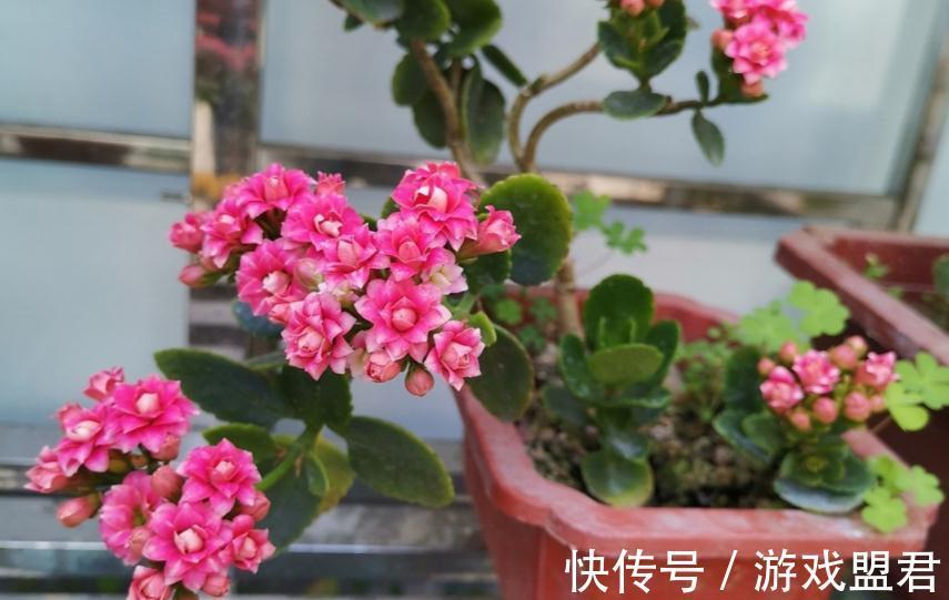 阳台上|从这4个层面入手管理长寿花，盆栽不易生病虫害，反而开花爆盆