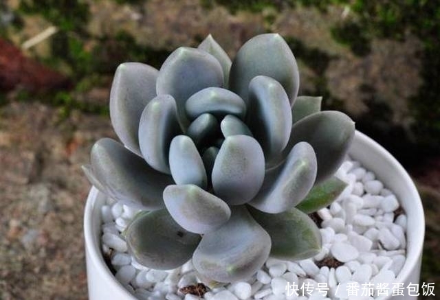 肉肉|老妈嫌弃多肉盆栽不长胖,用了这种方法,肉肉胖的辣眼睛!