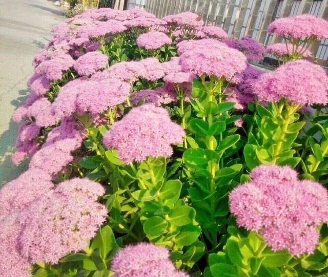 有院子一定要养“2种”花，剪1根枝条“沾土就活”，变成小花园！