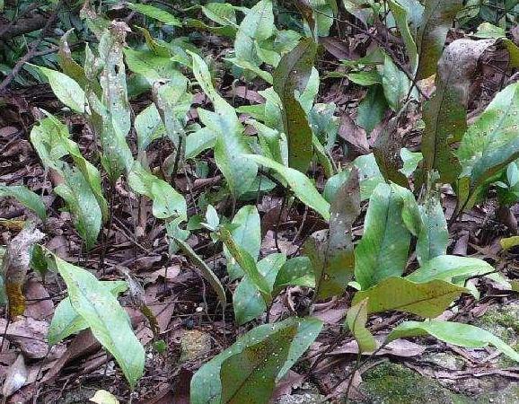 岩石|一种“精灵草”,专长岩石上,民间拿来泡水喝,野外遇见要珍惜