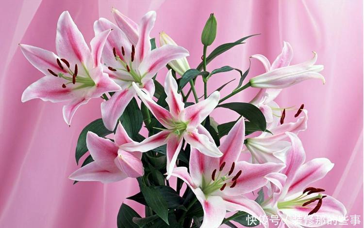 婚礼现场需要花草点缀,6种寓意好唯美的花,送给你