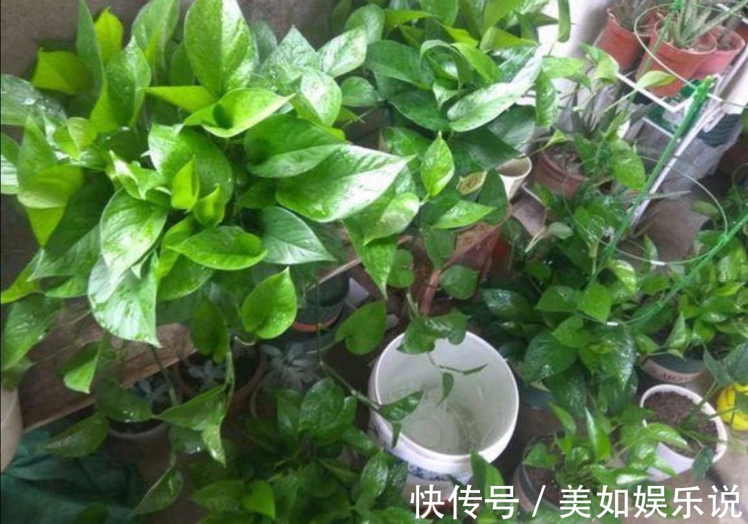 铜钱草|天热了,3种花进入旺季,补足水肥,很快长爆盆